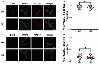 Altered Synaptic Vesicle Release and Ca2+ Influx at Single Presynaptic Terminals of Cortical Neurons in a Knock-in Mouse Model of Huntington’s Disease